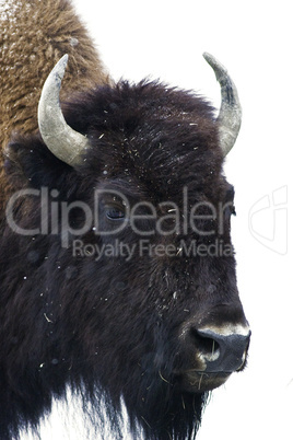 Bison Head Portrait