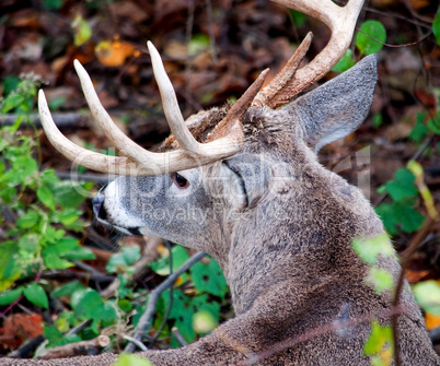 White-tailed Deer, Buck