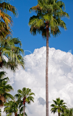 Queen Palm Trees