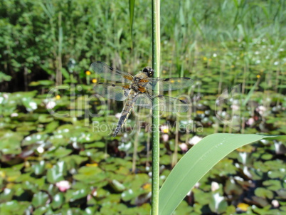 Libelle im Seleger Moor