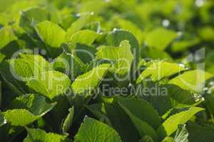 Hydrangea macrophylla foliage