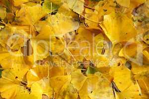 Ginkgo biloba leaves