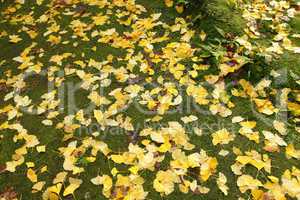 Ginkgo biloba leaves