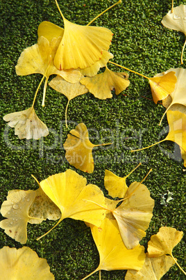 Ginkgo biloba leaves