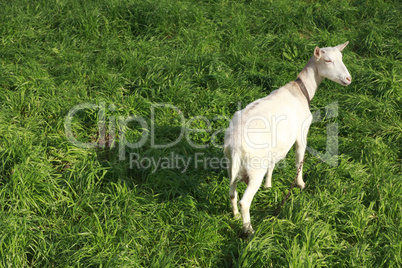 White goat looking away