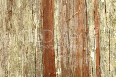 Wood texture