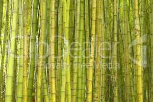 Bamboo forest