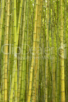 Bamboo forest