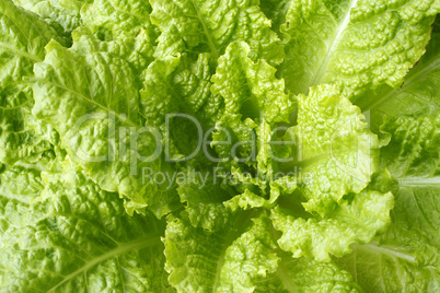 Lettuce closeup