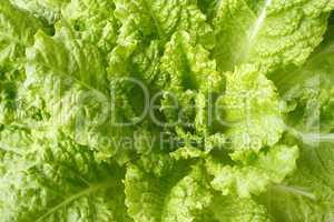 Lettuce closeup