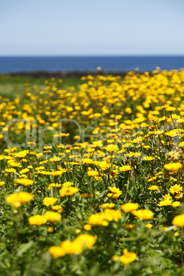 Field of yellow daisies