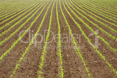 Corn field