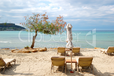 Sunbeds and blooming tree on a beach at the modern luxury hotel,