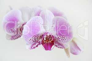 Tender orchids on beige background