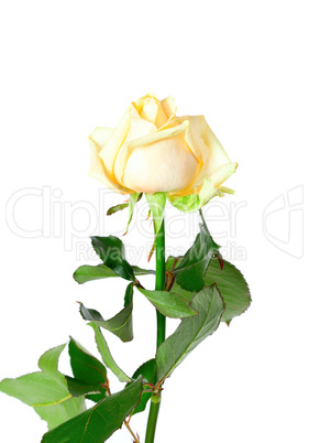 Rose on white background