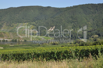 Mosel bei Mehring