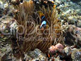 anemonenfisch einzeln