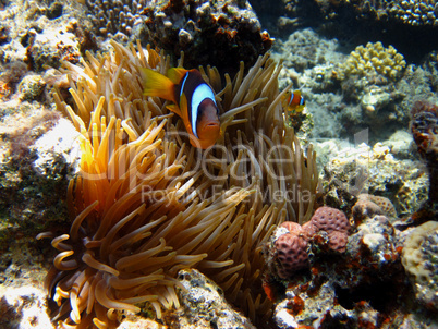 anemonenfisch zwischen korallen