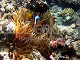 anemonenfisch zwischen korallen