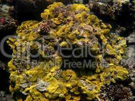 gelbes korallenriff