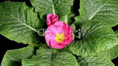 Flowering pink primula on the black background (Primula vulgaris. Bright pink)