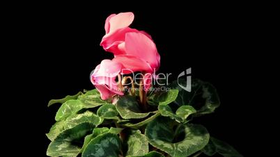 Flowering pink cyclamen on the black background (Cyclamen Latinia Premium Fuchsia flamme F1)