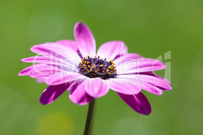 Purple Osteospermum, african daisy