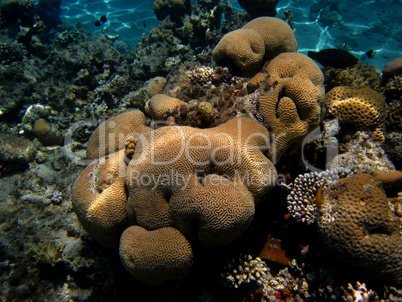 riesige koralle