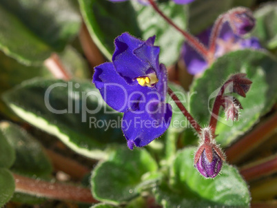 Viola violet flower