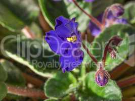 Viola violet flower