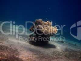 einzelne koralle