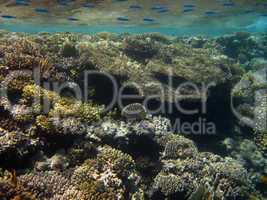 verschiedene korallen