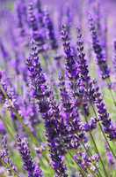 Lavendel - lavender 103