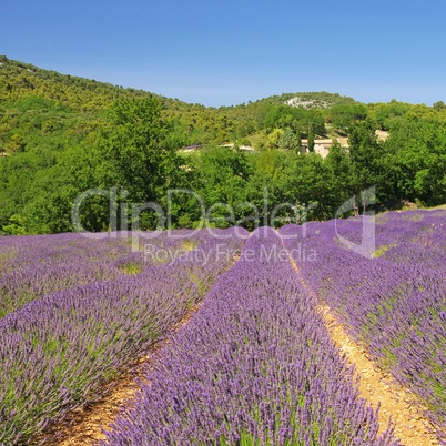 Lavendelfeld - lavender field 42