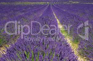 Lavendelfeld - lavender field 47