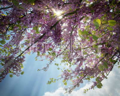 Frühling