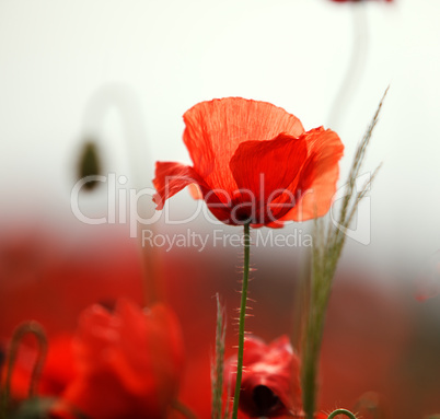 Klatschmohn