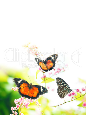 Butterflies on flowers