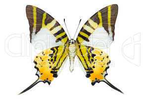 Swordtail butterfly