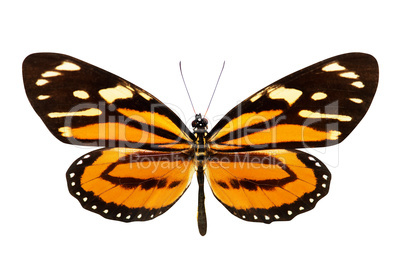 Butterfly (Lycorea ceres)