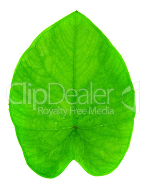 Yam leaf