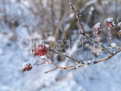 Hagebutten im Winter