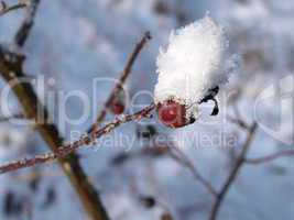 Hagebutten im Winter