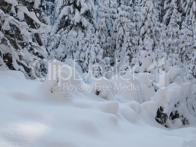 Winterwald