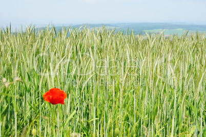 Mohnblume im Kornfeld