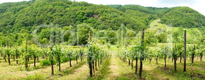 Wald und Weingärten