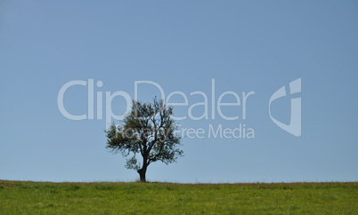 Baum auf einem Feld