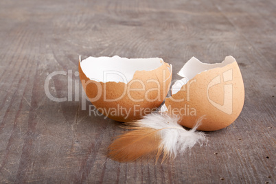 egg shells