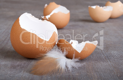 egg shells