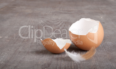 egg shells